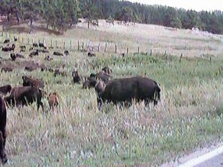 bisonclose.JPG (20870 bytes)