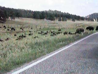 buffaloherd.JPG (17471 bytes)